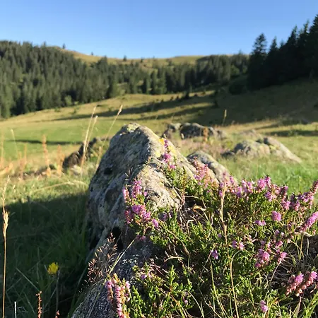 Robin * Titisee-Neustadt