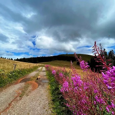 Robin Titisee-Neustadt